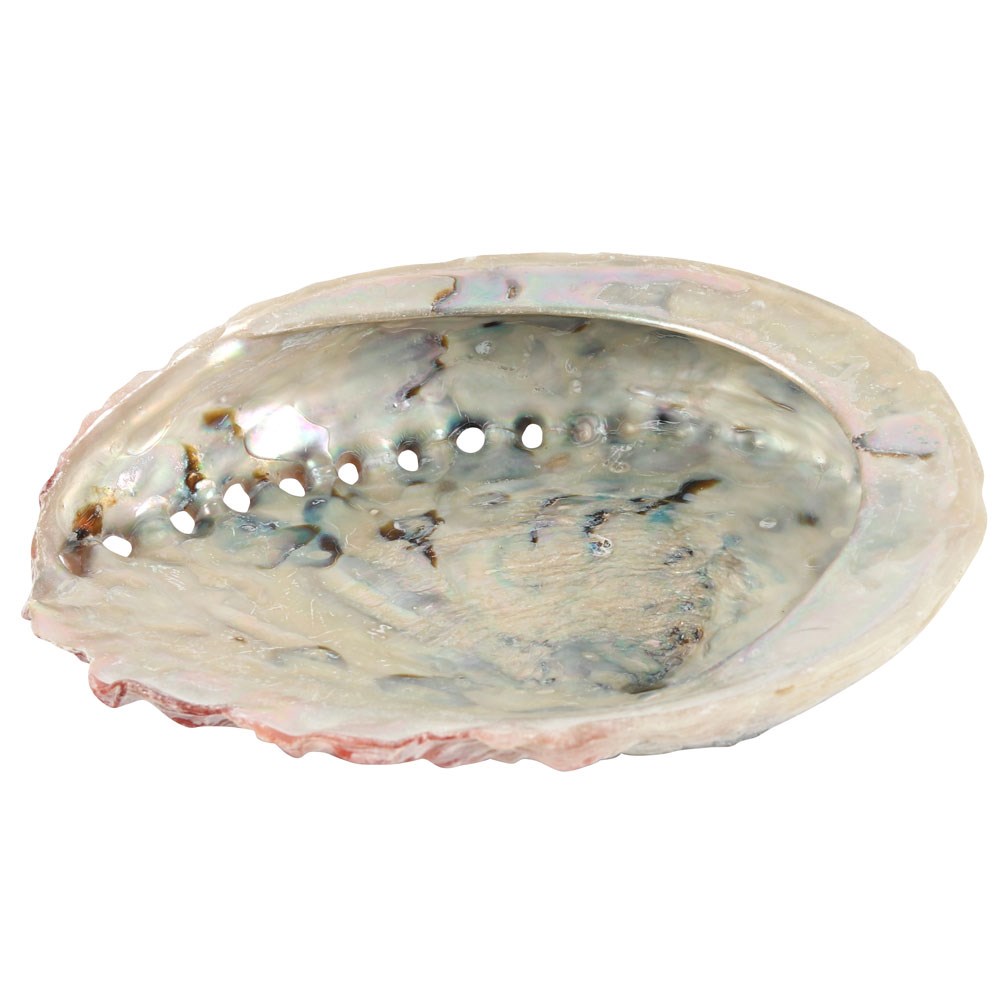 Abalone Shell